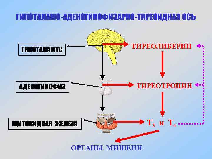 ГИПОТАЛАМО-АДЕНОГИПОФИЗАРНО-ТИРЕОИДНАЯ ОСЬ ТИРЕОЛИБЕРИН ГИПОТАЛАМУС ТИРЕОТРОПИН АДЕНОГИПОФИЗ ЩИТОВИДНАЯ ЖЕЛЕЗА ОРГАНЫ МИШЕНИ Т 3 и Т