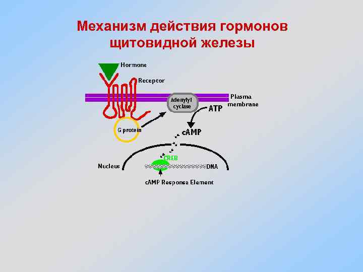 Гормоны действующие