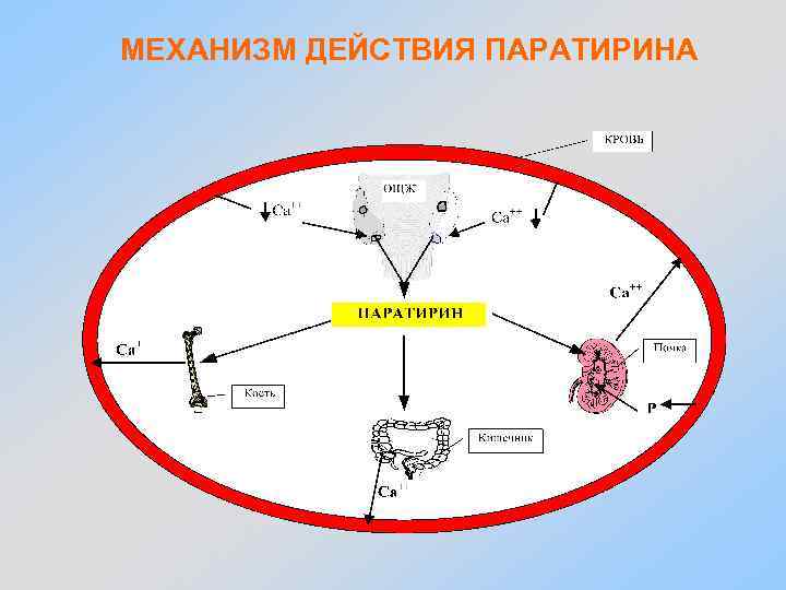 МЕХАНИЗМ ДЕЙСТВИЯ ПАРАТИРИНА 