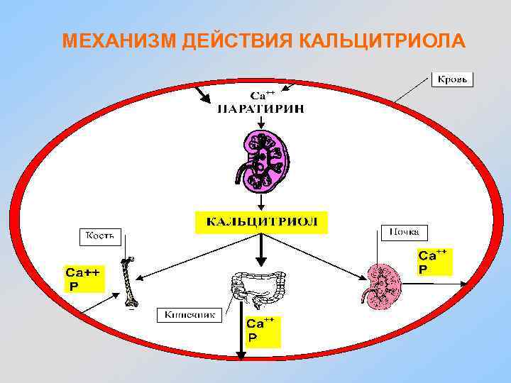 МЕХАНИЗМ ДЕЙСТВИЯ КАЛЬЦИТРИОЛА 