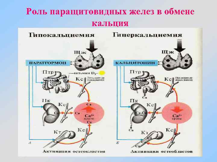 Паращитовидная железа презентация