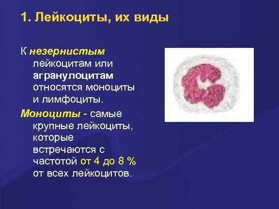 1. Лейкоциты, их виды К незеpнистым лейкоцитам или агpанулоцитам относятся моноциты и лимфоциты. Моноциты