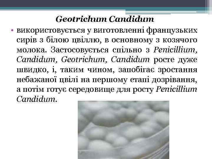 Geotrichum Candidum • використовується у виготовленні французьких сирів з білою цвіллю, в основному з