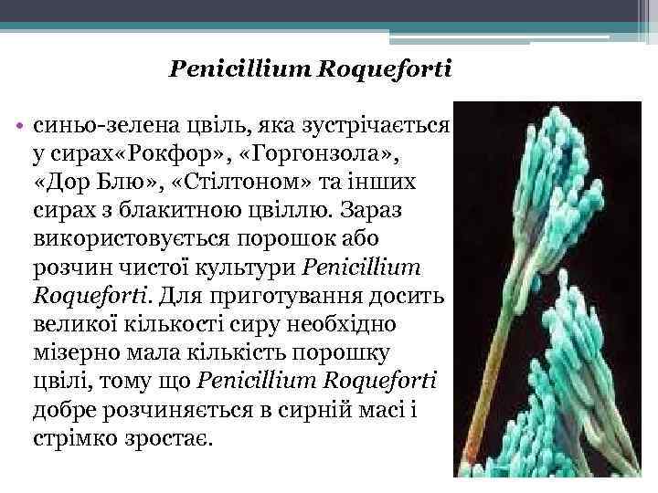 Penicillium Roqueforti • синьо-зелена цвіль, яка зустрічається у сирах «Рокфор» , «Горгонзола» , «Дор