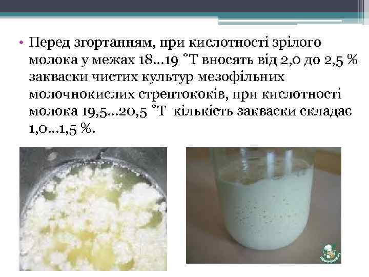  • Перед згортанням, при кислотності зрілого молока у межах 18… 19 ˚Т вносять