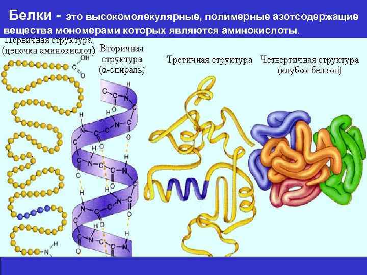 Белки - это высокомолекулярные, полимерные азотсодержащие вещества мономерами которых являются аминокислоты. 