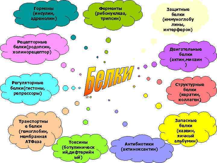 Гормоны (инсулин, адренолин) Ферменты (рибонуклеза, трипсин) Рецепторные белки(родопсин, холинорецептор) Двигательные белки (актин, миозин )