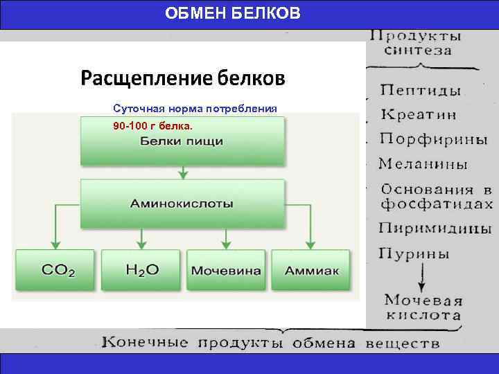 ОБМЕН БЕЛКОВ Суточная норма потребления 90 -100 г белка. 