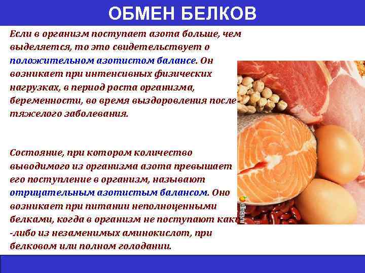 ОБМЕН БЕЛКОВ Если в организм поступает азота больше, чем выделяется, то это свидетельствует о