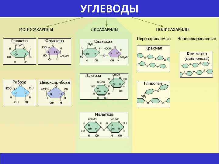 УГЛЕВОДЫ 