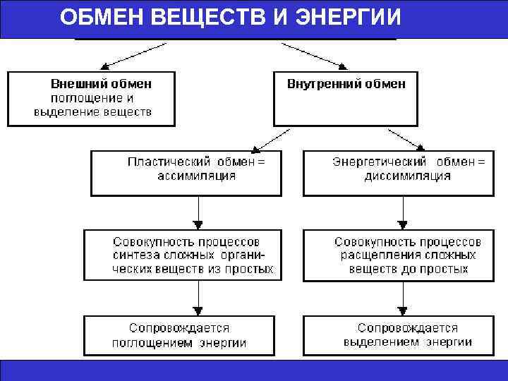 ОБМЕН ВЕЩЕСТВ И ЭНЕРГИИ 