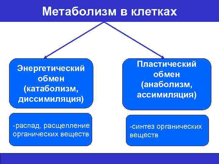 Пластический обмен это синтез органических веществ