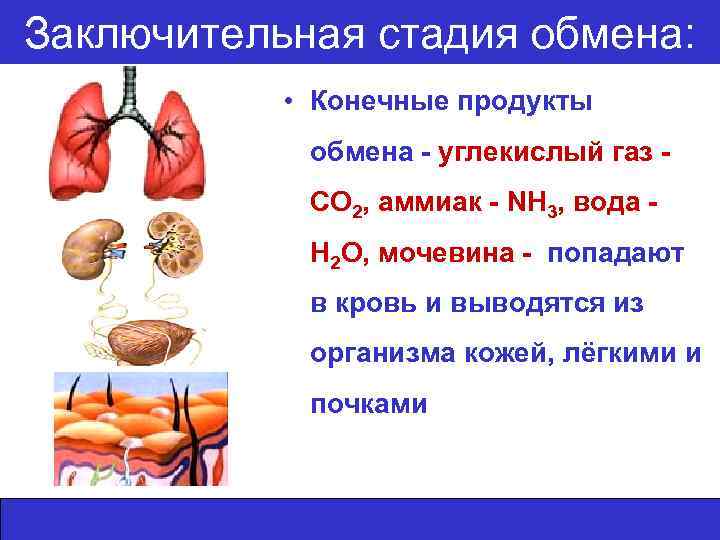 Заключительная стадия обмена: • Конечные продукты обмена - углекислый газ СО 2, аммиак -