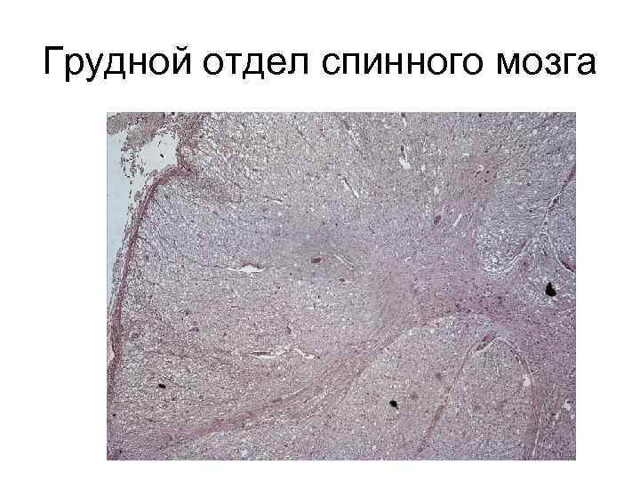 Грудной отдел спинного мозга 