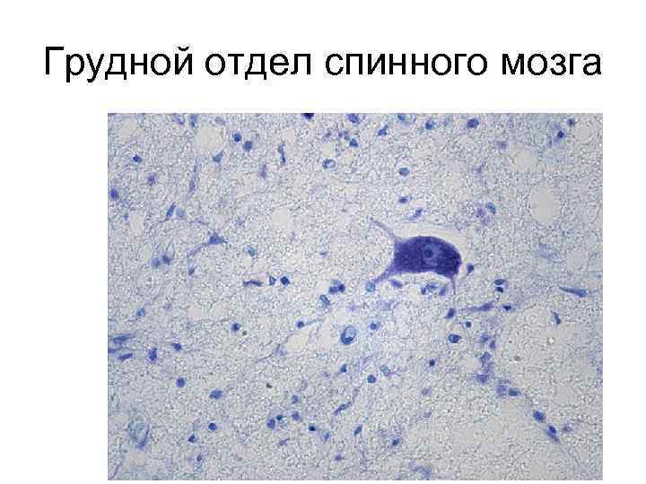 Грудной отдел спинного мозга 