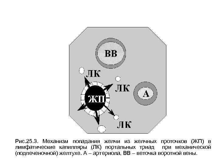 Рис. 25. 3. Механизм попадания желчи из желчных проточков (ЖП) в лимфатические капилляры (ЛК)