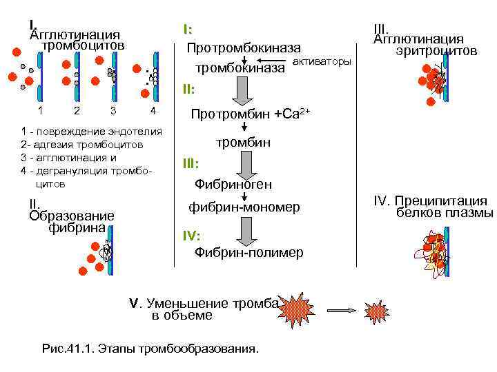 I. Агглютинация тромбоцитов. . 1 2 3 . . . 4 1 - повреждение