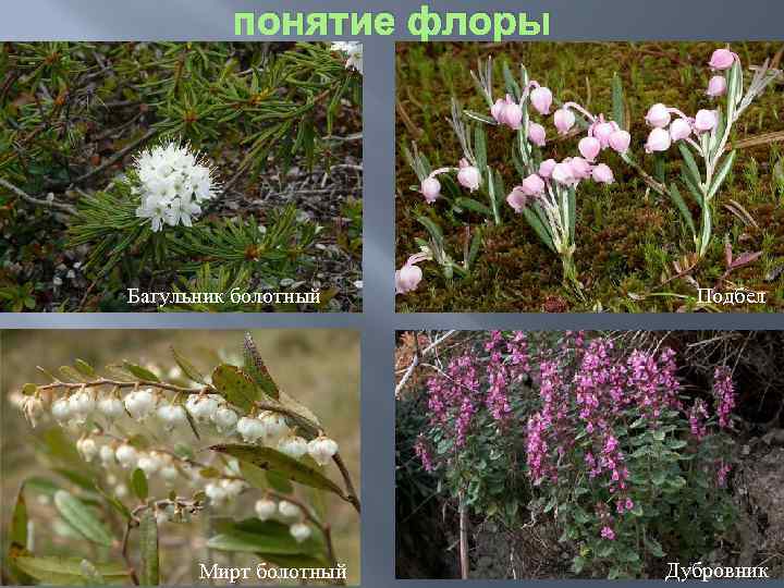 понятие флоры Багульник болотный Мирт болотный Подбел Дубровник 