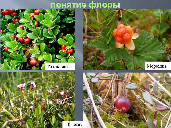 понятие флоры Толокнянка Клюква Морошка 