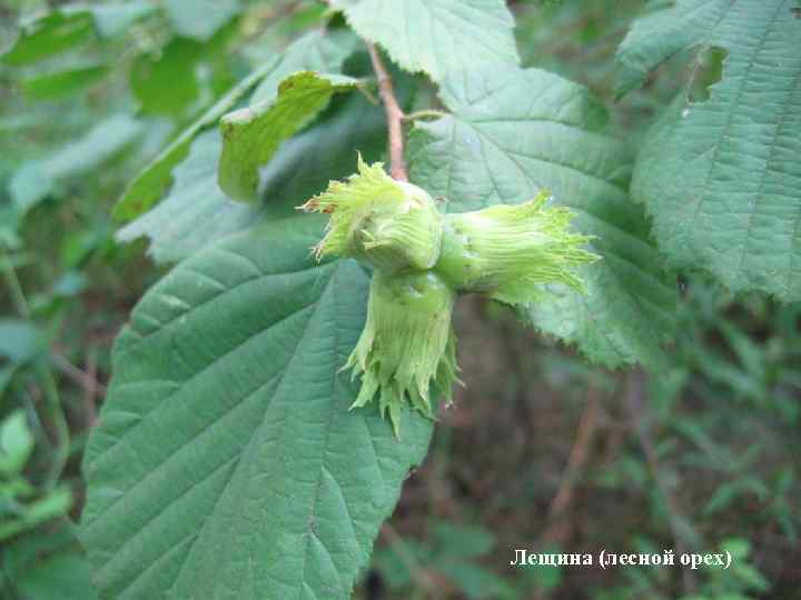 Лещина (лесной орех) 