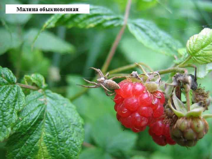 Малина обыкновенная 