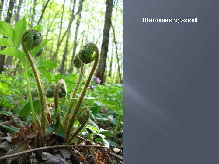 Щитовник мужской 