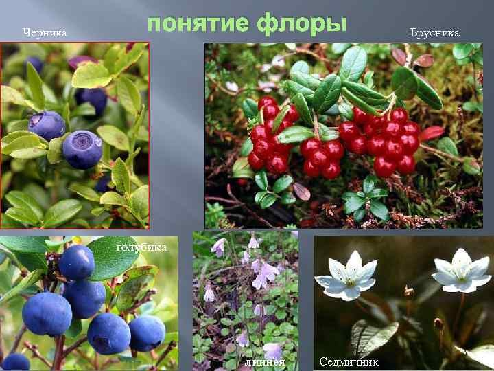 Черника понятие флоры голубика линнея Седмичник Брусника 