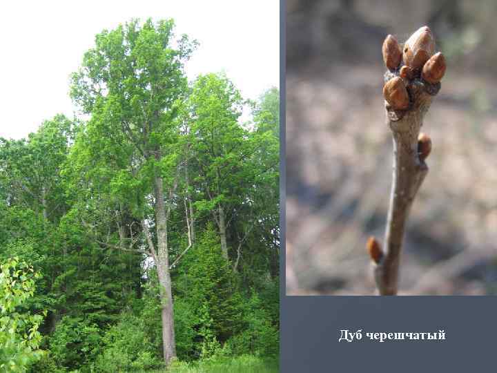 Дуб черешчатый 