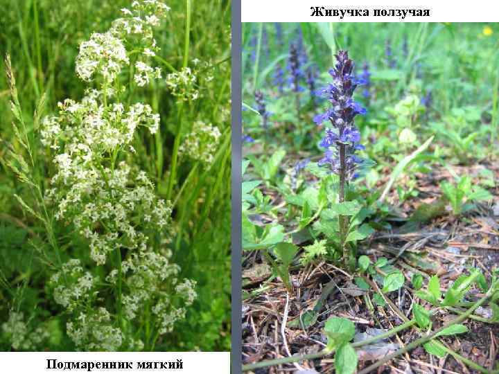 Живучка ползучая Подмаренник мягкий 