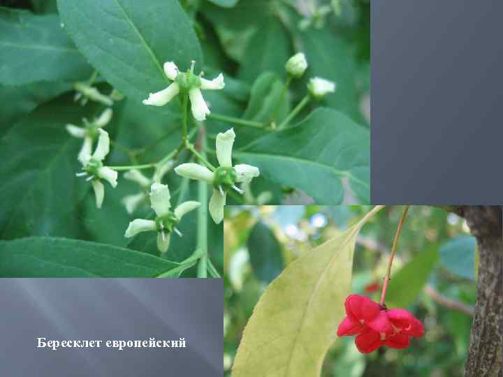 Бересклет европейский 