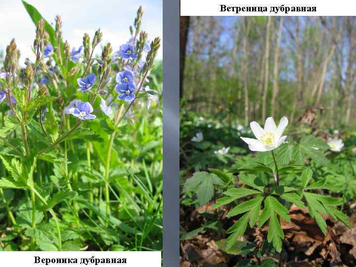 Ветреница дубравная Вероника дубравная 