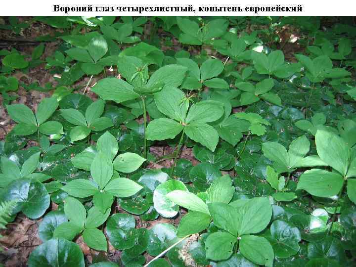 Вороний глаз четырехлистный, копытень европейский 