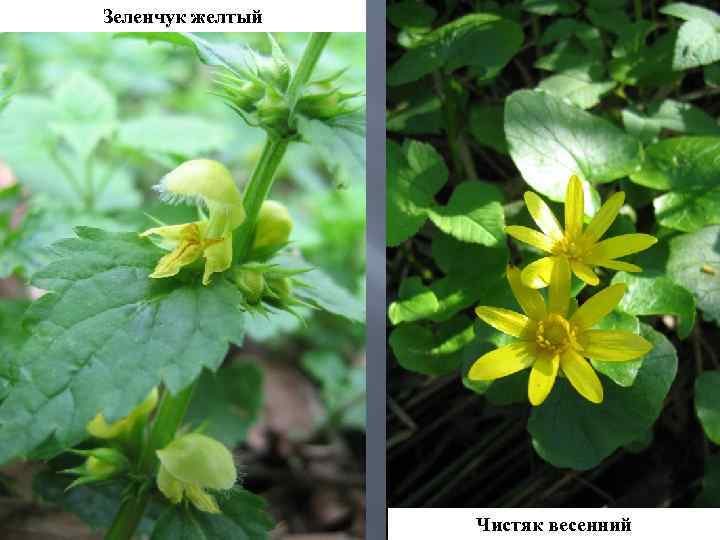 Зеленчук желтый Чистяк весенний 