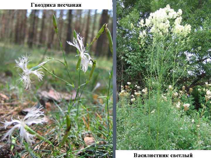 Гвоздика песчаная Василистник светлый 