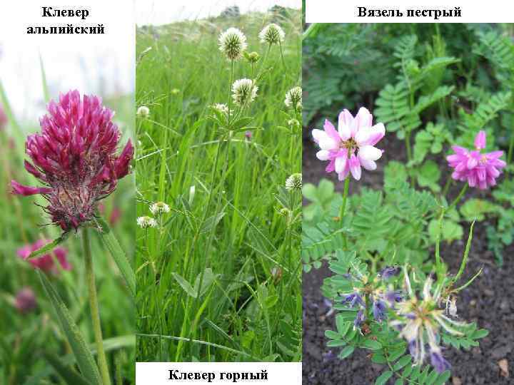Клевер альпийский Вязель пестрый Клевер горный 