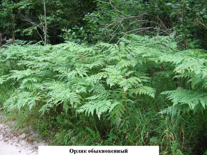 Орляк обыкновенный 