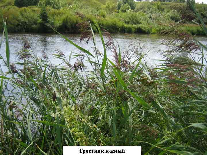 Тростник южный 