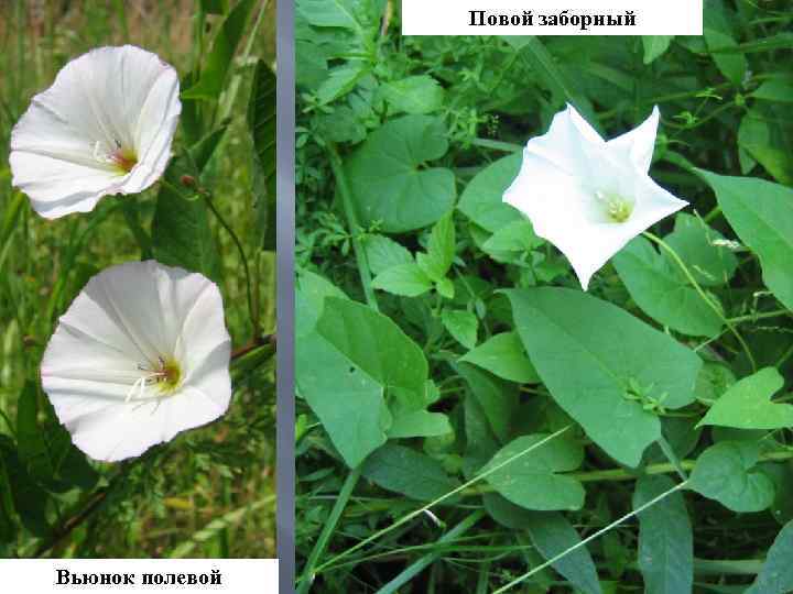 Повой заборный Вьюнок полевой 