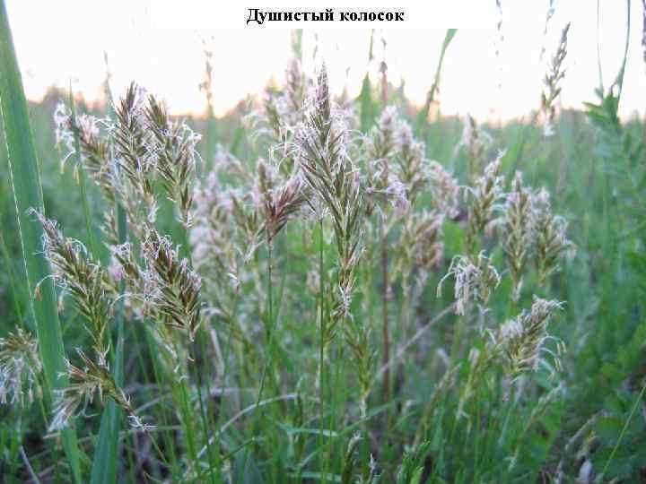 Душистый колосок 