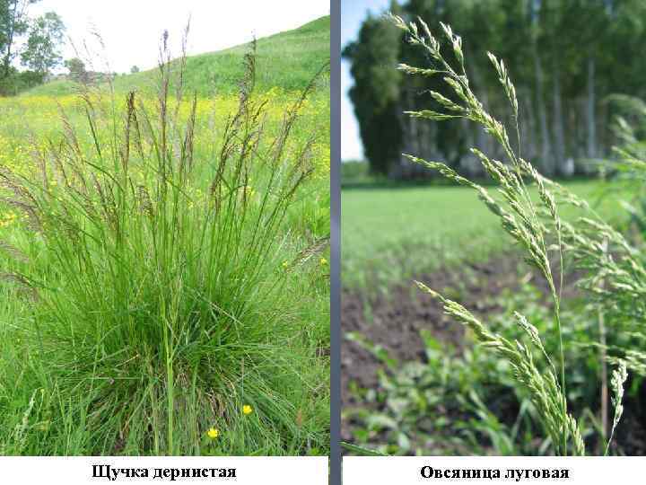 Щучка дернистая Овсяница луговая 