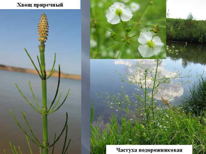 Хвощ приречный Частуха подорожниковая 
