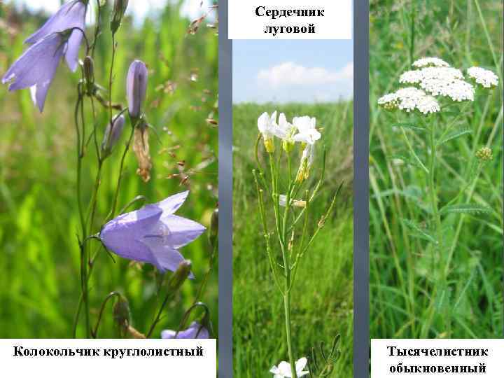 Сердечник луговой Колокольчик круглолистный Тысячелистник обыкновенный 