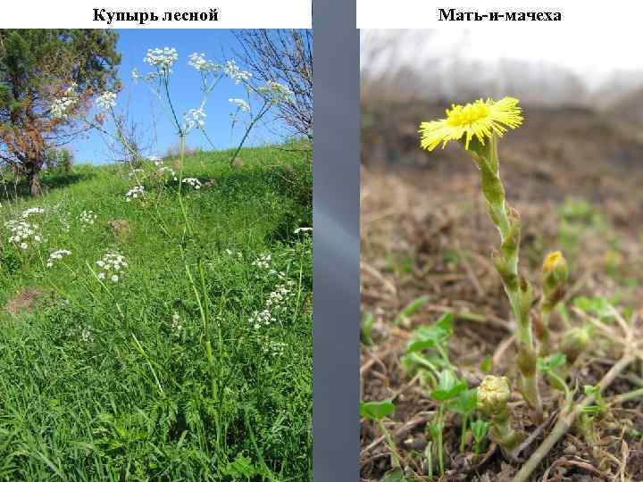 Купырь лесной Мать-и-мачеха 