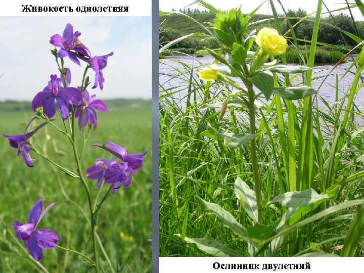 Живокость однолетняя Ослинник двулетний 