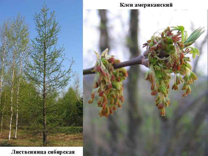 Клен американский Лиственница сибирская 