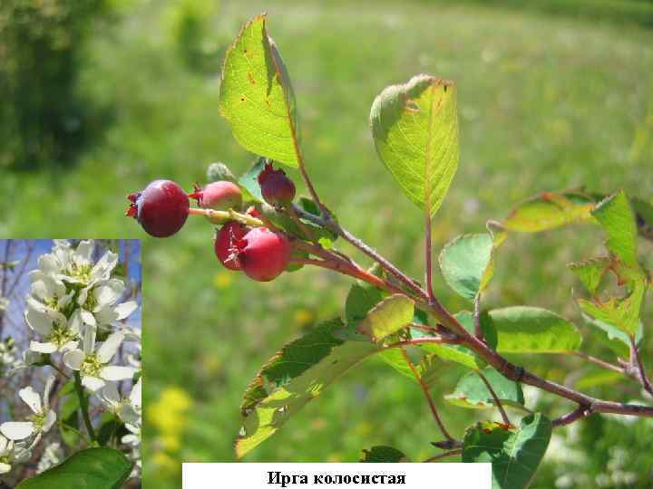 Ирга колосистая 