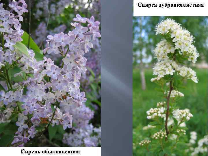 Спирея дубровколистная Сирень обыкновенная 