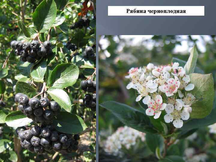 Рябина черноплодная 