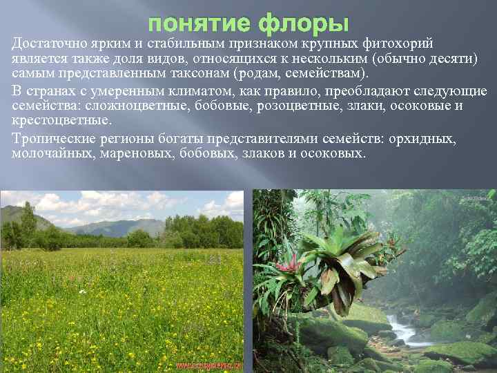 понятие флоры Достаточно ярким и стабильным признаком крупных фитохорий является также доля видов, относящихся