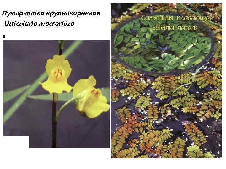 Пузырчатка крупнокорневая Utricularla macrorhiza • 